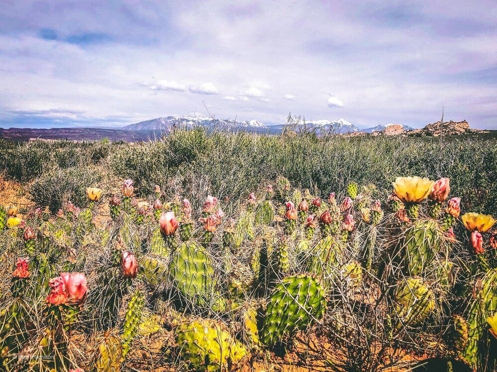 Cacti in Arches National Park, Utah