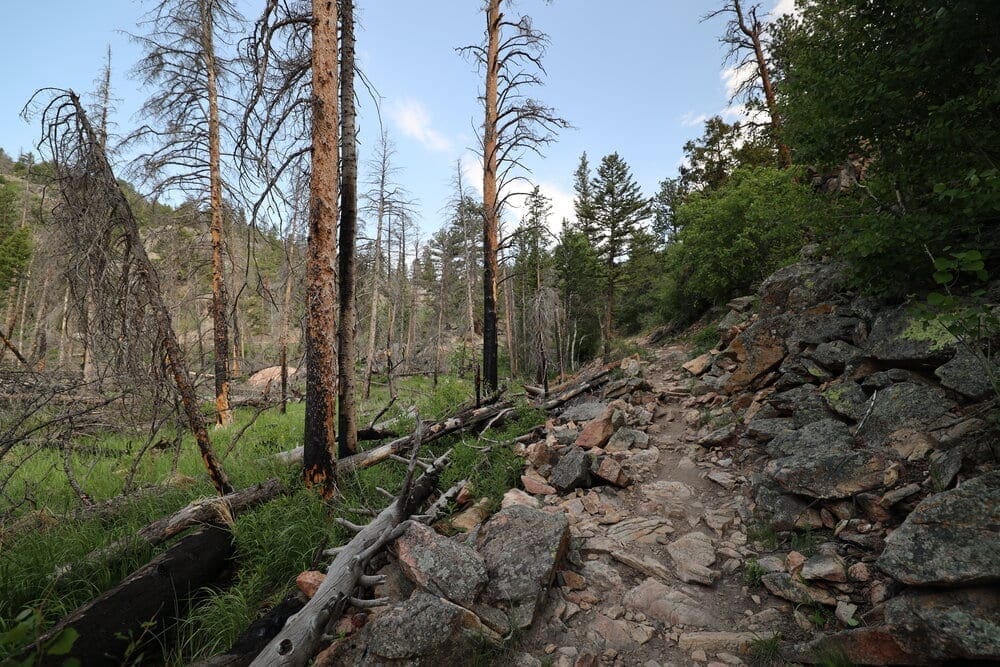 As the trail starts the climb towards Cub Lake, evidence of the 2012 Fern Lake Fire starts to emerge.