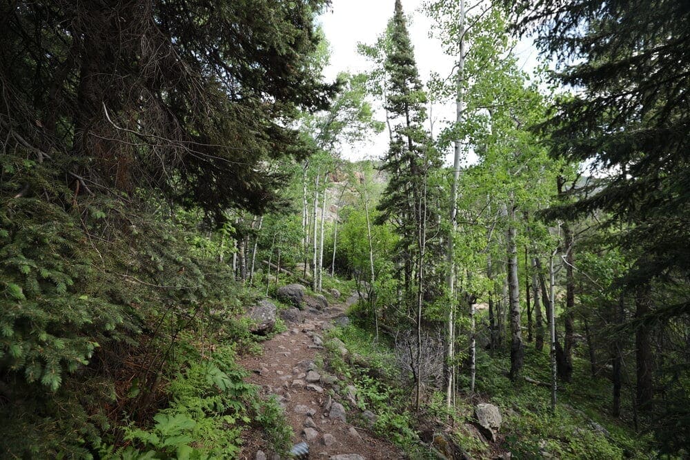 Watch out for the heavy mosquito population in the aspen forest.