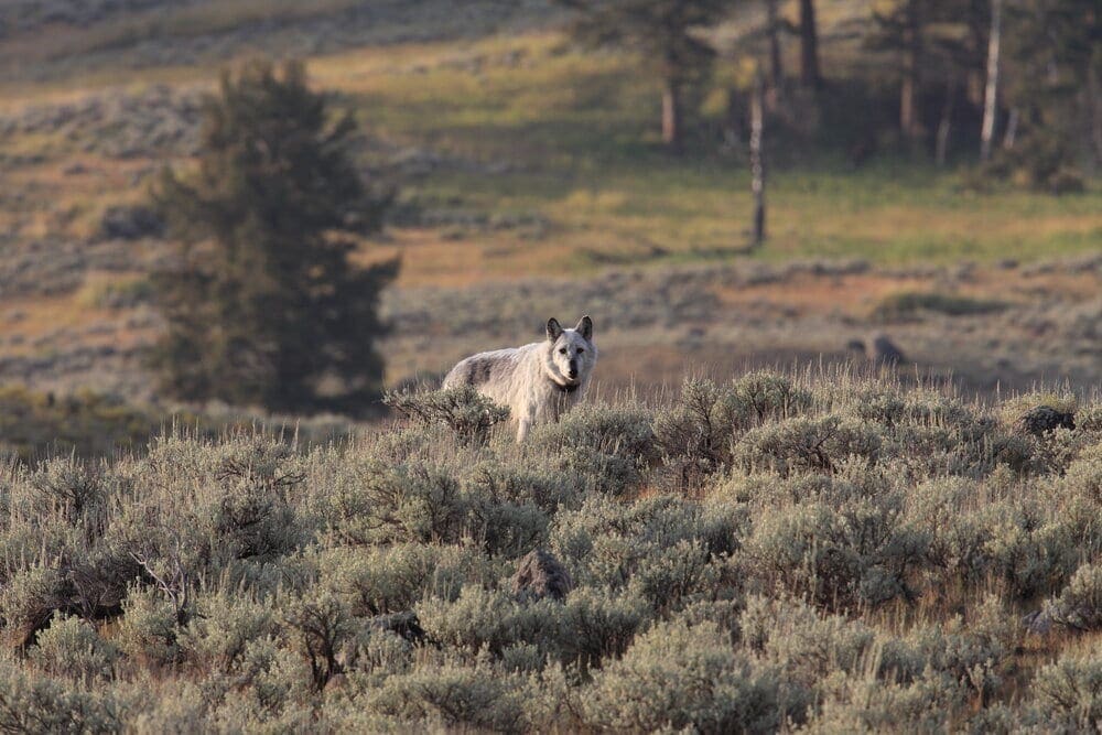 Chief Wolf 472F Agates pack wild, non-captive wolf - Yellowstone National Park