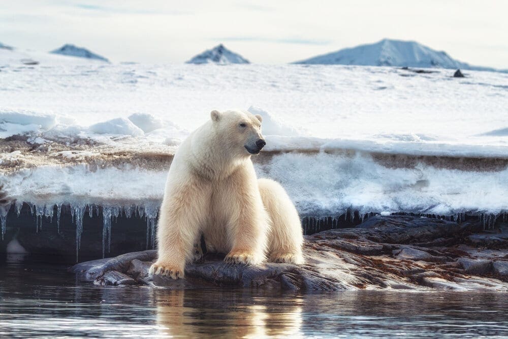 Large polar bear in the Arctic Circle, Nordaustlandet, Svalbard, Norway