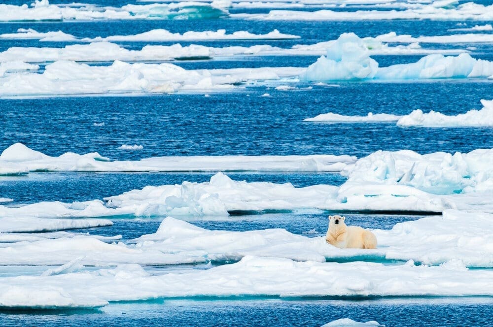 Large polar bear lying on a large ice pack in the Arctic Circle, Nordaustlandet, Svalbard, Norway