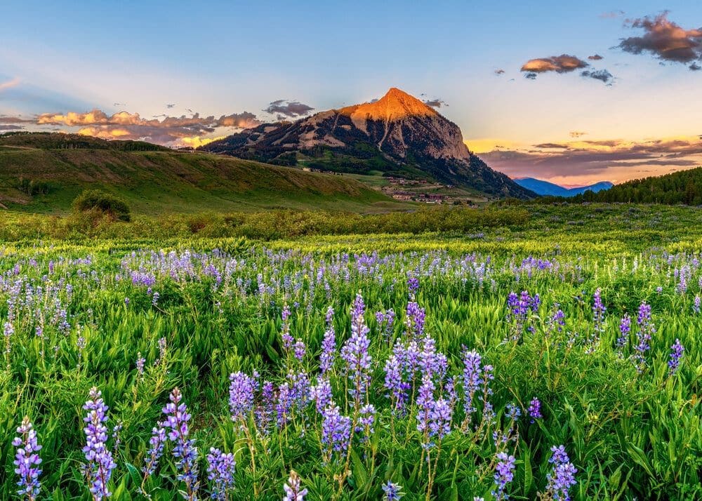 Wildflowers abound in the meadows and on the hillsides in Colorado’s wildflower capital.