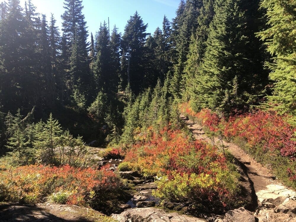 Beautiful fall colors in the foliage along the trail as it continues past Eunice Lake for the final uphill grind to the Tolmie Peak Lookout, about a mile from the lake.