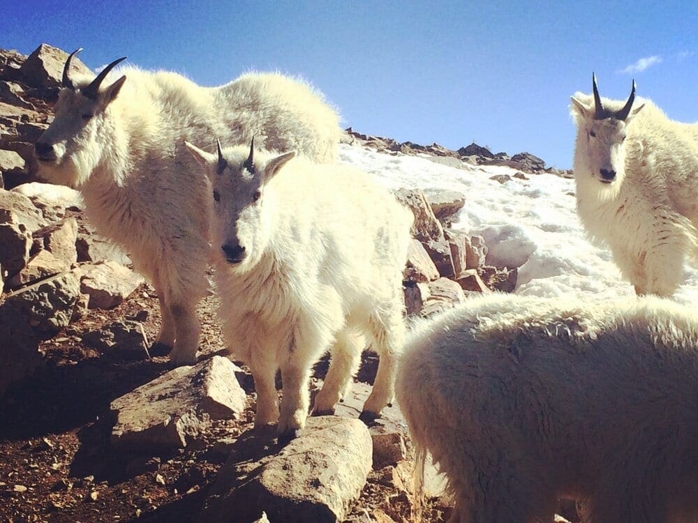 Photo 16. Mountain Goats with baby goat
