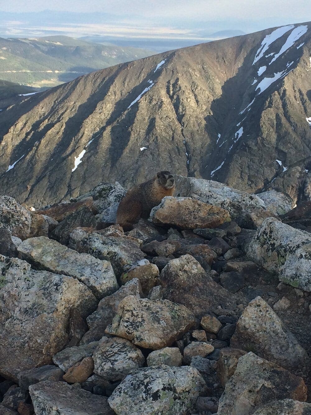 Photo 17. Marmot