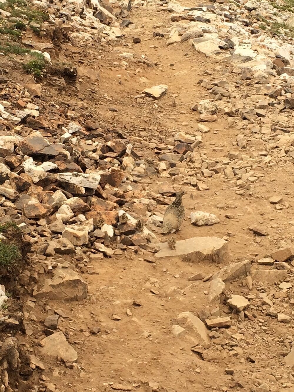 Photo 19. Ptarmigan and 4 babies (see if you can spot them)