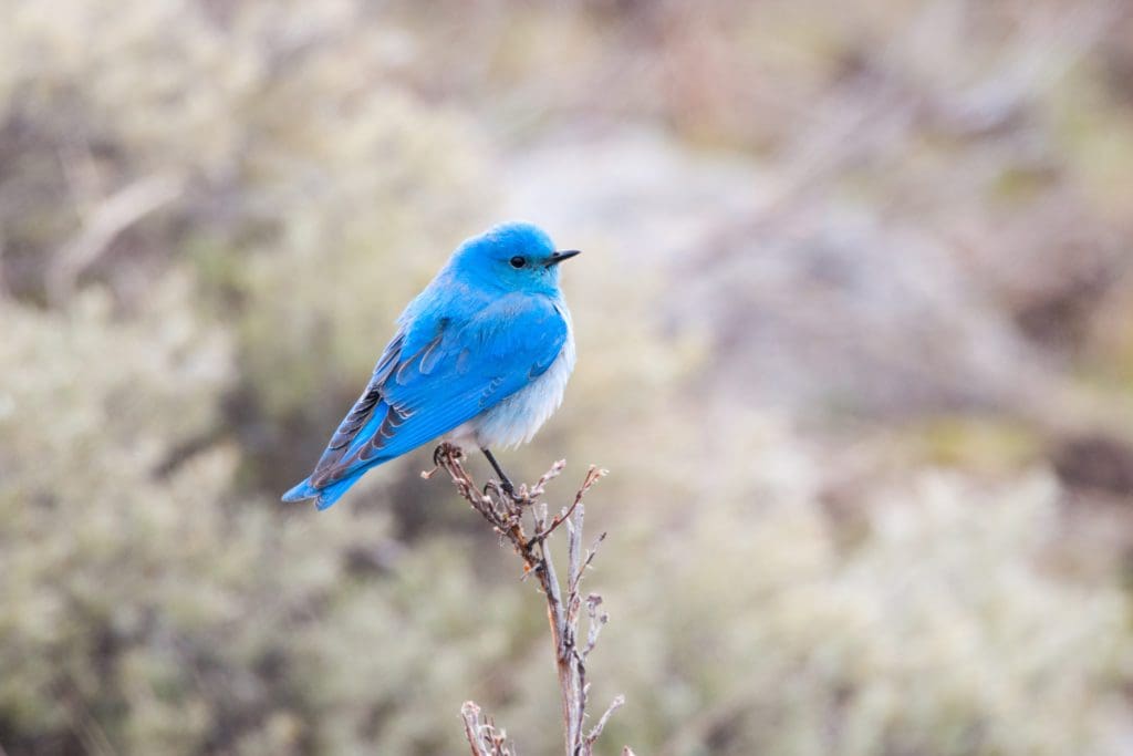 A Male Mountain Bluebird perching on a low tree, Yellowstone National Park