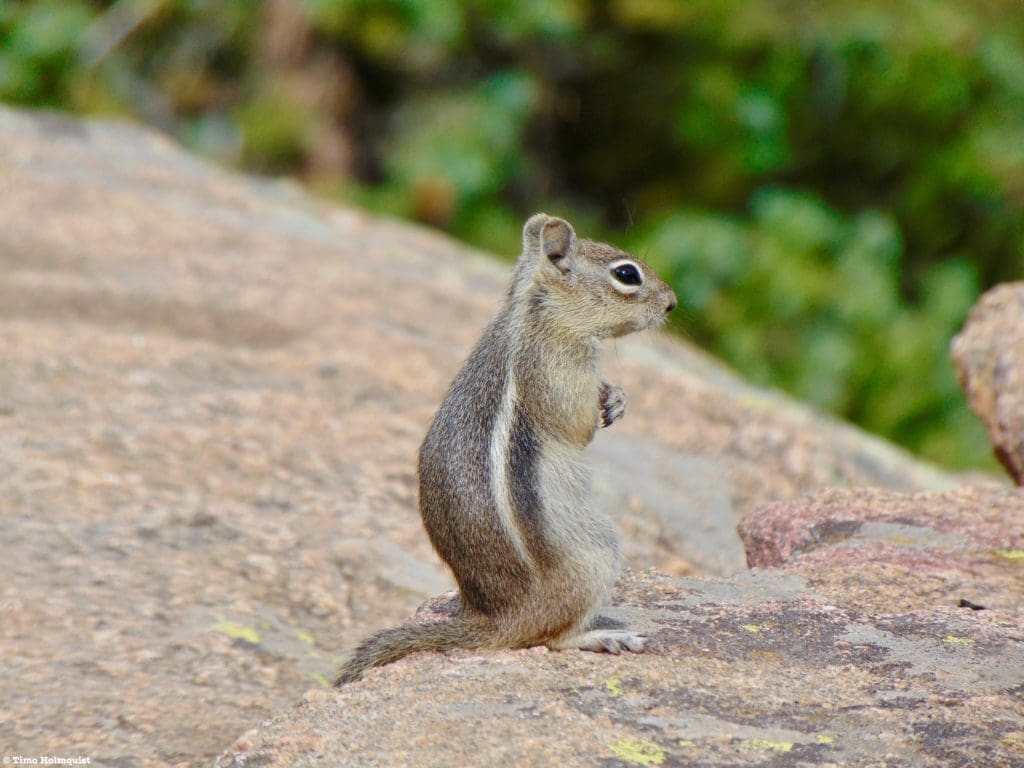 A chipmunk contemplating the finer things in life.