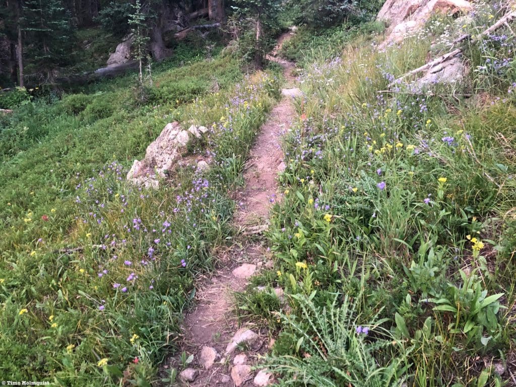 A more intact trail portion beyond the first meadow.