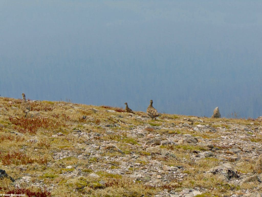 A group of Ptarmigans on the approach ridge to the Desolations.
