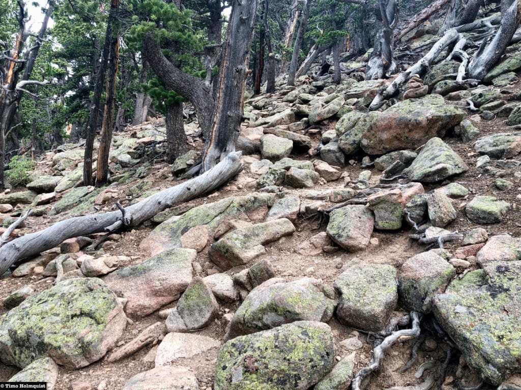 Typical ground conditions along this portion of the hike.