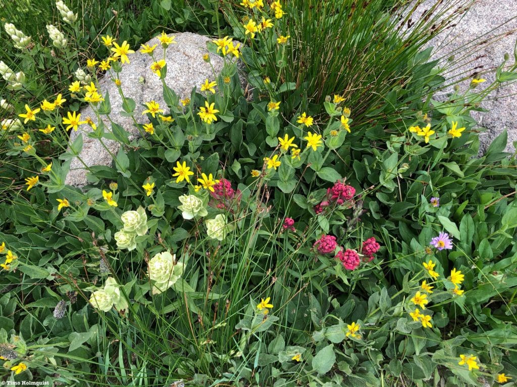 Indian Paintbrush (pink and light green, Heartleaf Arnica, and Aspen Daisy.