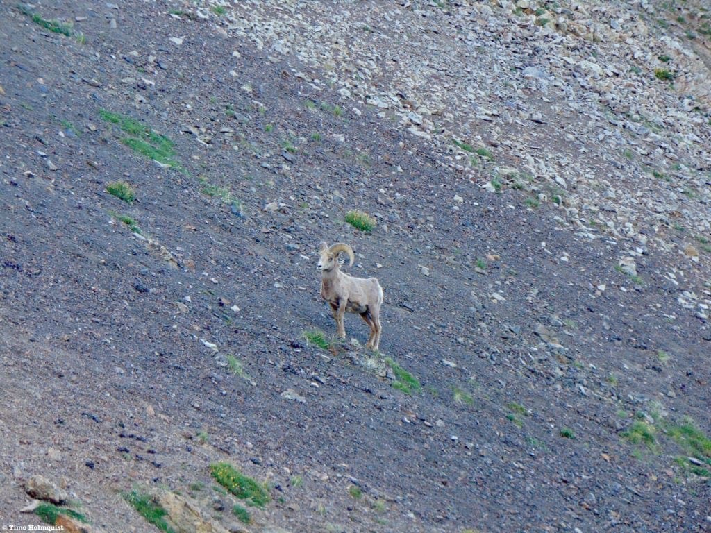 Bighorn Sheep on the slopes of “Never Summer” Mountain